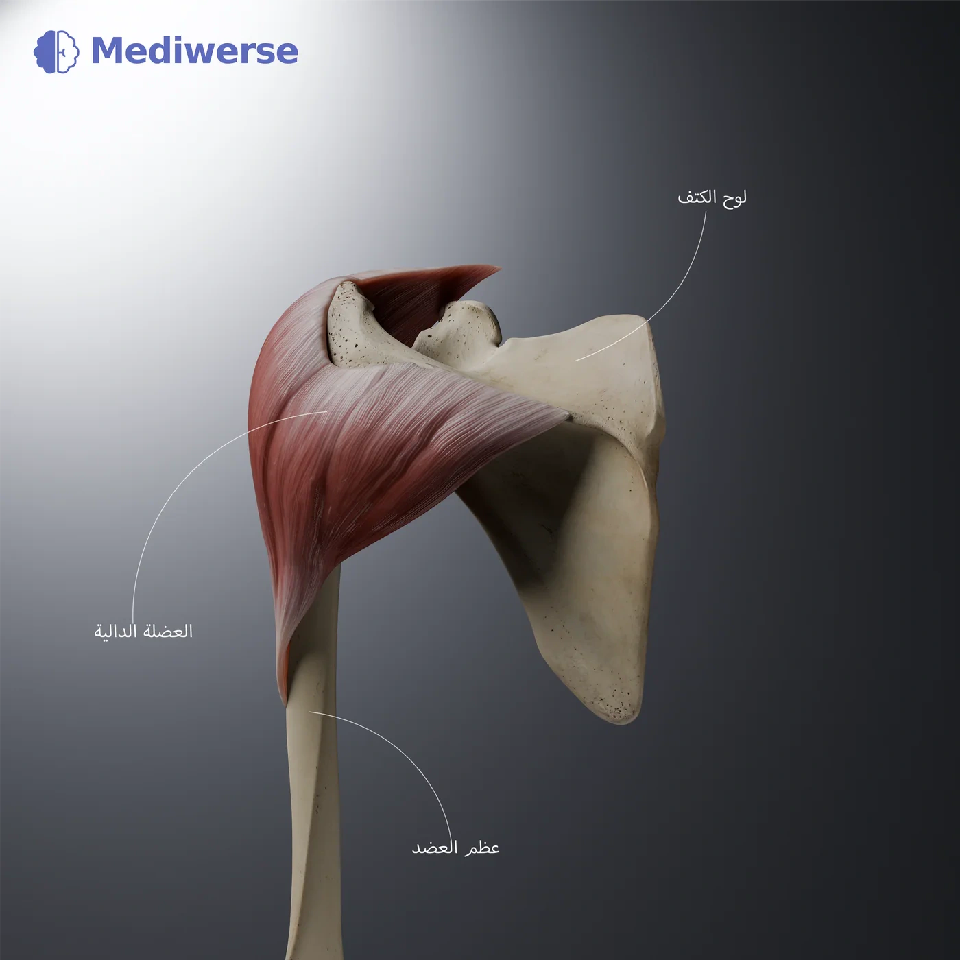 Scapula and deltoid muscle anatomy labels in العربية