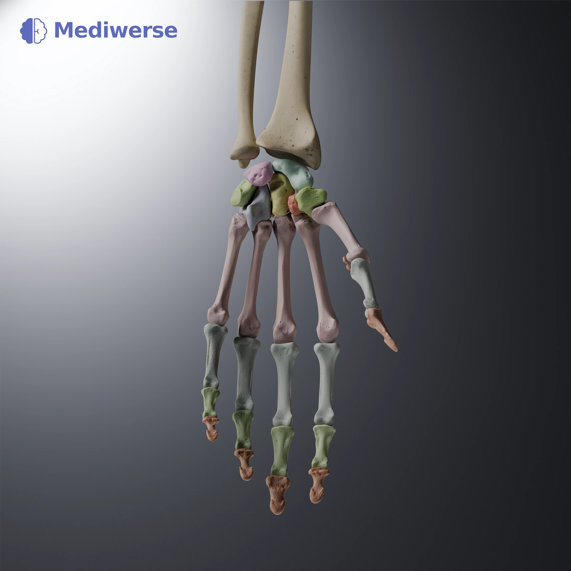 Quiz question anatomy image